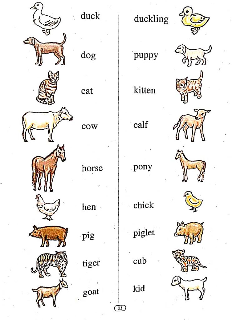 Baby animals names