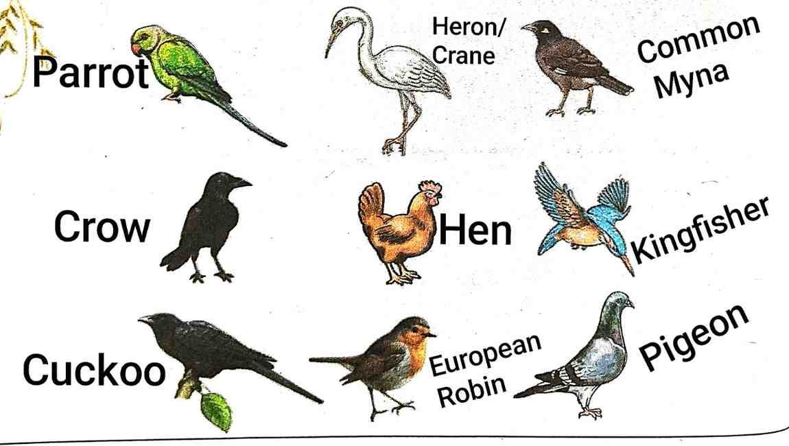 16. Look at the pictures and say the names of the birds: The Monkey and the Crocodile | Class 3 English Lesson 2 Question Answer | Notes